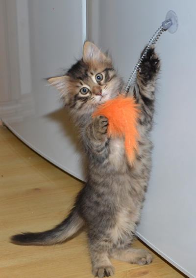 sibirisk kattunge Uranus